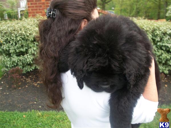 Newfoundland Puppies